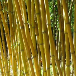 Phyllostachys Aureosulcata Aureocaulis - Totale Hoogte 100+cm - Pot 5 Ltr