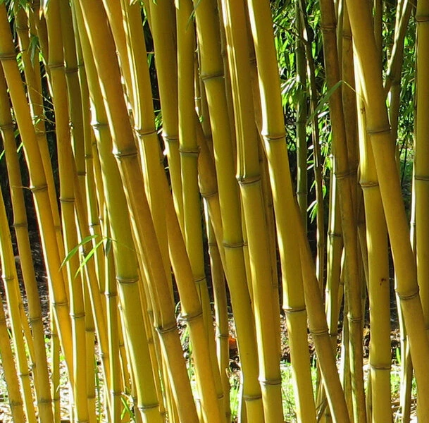 Phyllostachys Aureosulcata Aureocaulis - Totale Hoogte 100+cm - Pot 5 Ltr 3 Phyllostachys Aureosulcata Aureocaulis - Totale Hoogte 100+cm - Pot 5 Ltr