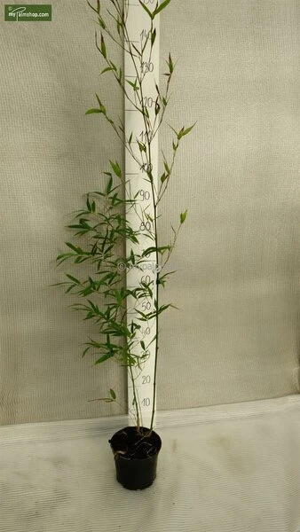 Phyllostachys Aureosulcata Aureocaulis - Totale Hoogte 100+cm - Pot 5 Ltr 4 Phyllostachys Aureosulcata Aureocaulis - Totale Hoogte 100+cm - Pot 5 Ltr - Afbeelding 2