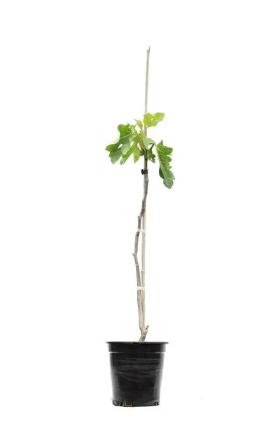 Ficus Carica Brown Turkey Pot Ø 23 Cm Totale Hoogte 90-110 Cm 4 Ficus Carica Brown Turkey Pot Ø 23 Cm Totale Hoogte 90-110 Cm - Afbeelding 2