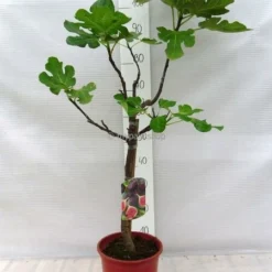 Ficus Carica Brown Turkey Pot Ø 23 Cm Totale Hoogte 90-110 Cm 8 Ficus Carica Brown Turkey Pot Ø 23 Cm Totale Hoogte 90-110 Cm -Flora Hart Verkoopwinkel 1991665914
