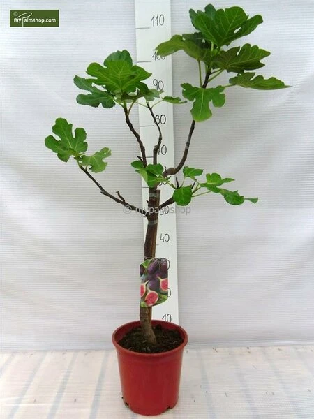Ficus Carica Brown Turkey Pot Ø 23 Cm Totale Hoogte 90-110 Cm 5 Ficus Carica Brown Turkey Pot Ø 23 Cm Totale Hoogte 90-110 Cm - Afbeelding 3