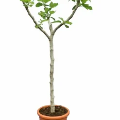 Ficus Carica Brown Turkey - Stam 60-80 Cm - Stamomtrek 10-15 Cm [pallet]