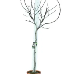 Ficus Carica Brown Turkey - Stam 60-80 Cm - Stamomtrek 10-15 Cm [pallet] -Flora Hart Verkoopwinkel 1991665953