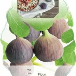 Ficus Carica Brown Turkey - 2 Ltr Pot -Flora Hart Verkoopwinkel 1991665989