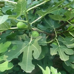 Ficus Carica Brown Turkey - Totale Hoogte 180+ Cm - Stam 80+ Cm - Stamomtrek 20-24 Cm [pallet] -Flora Hart Verkoopwinkel 1991666049