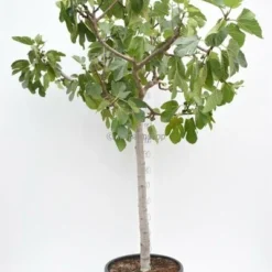 Ficus Carica Brown Turkey - Totale Hoogte 180+ Cm - Stam 80+ Cm - Stamomtrek 20-24 Cm [pallet] -Flora Hart Verkoopwinkel 1991666052
