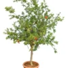 Punica Granatum Dente Di Cavallo - Pot Ø 38 Cm [pallet] -Flora Hart Verkoopwinkel 1991666097