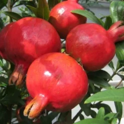 Punica Granatum Dente Di Cavallo - Pot Ø 50 Cm [pallet] -Flora Hart Verkoopwinkel 1991666130