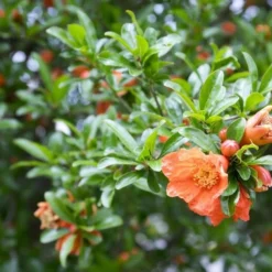 Flora Hart Verkoopwinkel -Flora Hart Verkoopwinkel 1991666154