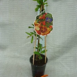 Punica Granatum Dente Di Cavallo - Pot 2 Ltr 9 Punica Granatum Dente Di Cavallo - Pot 2 Ltr -Flora Hart Verkoopwinkel 1991666160