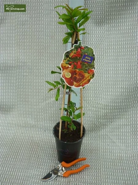 Punica Granatum Dente Di Cavallo - Pot 2 Ltr 6 Punica Granatum Dente Di Cavallo - Pot 2 Ltr - Afbeelding 4