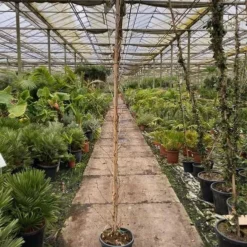 Platanus Acerifolia - Pot Ø 35 Cm [pallet] -Flora Hart Verkoopwinkel 1991666229