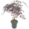 Acer Palmatum Tamukeyama - Stam 55-65 Cm - Totale Hoogte 110-130 Cm - Pot 15 Ltr -Flora Hart Verkoopwinkel 1991666250