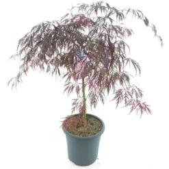 Acer Palmatum Tamukeyama - Stam 55-65 Cm - Totale Hoogte 110-130 Cm - Pot 15 Ltr