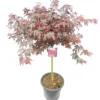Acer Palmatum Skeeters Broom - Stam 60-70 Cm - Totale Hoogte 120-140 Cm - Pot 15 Ltr -Flora Hart Verkoopwinkel 1991666259