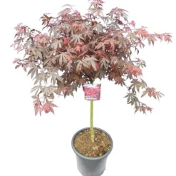 Flora Hart Verkoopwinkel 33 Acer Palmatum Skeeters Broom - Stam 60-70 Cm - Totale Hoogte 120-140 Cm - Pot 15 Ltr