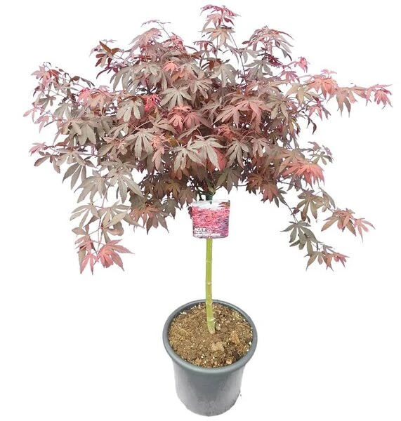 Acer Palmatum Skeeters Broom - Stam 60-70 Cm - Totale Hoogte 120-140 Cm - Pot 15 Ltr 3 Acer Palmatum Skeeters Broom - Stam 60-70 Cm - Totale Hoogte 120-140 Cm - Pot 15 Ltr