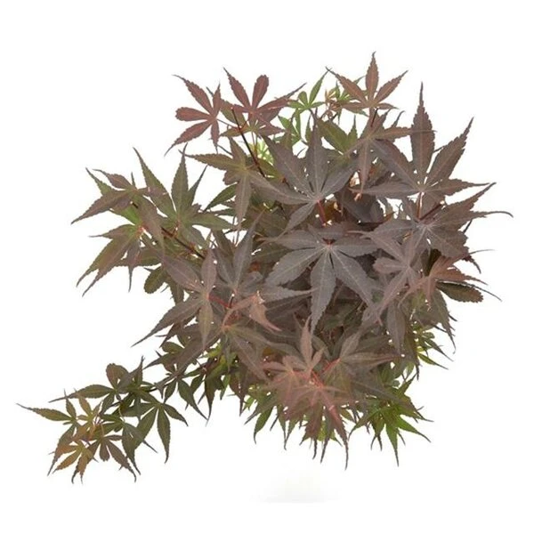 Acer Palmatum Skeeters Broom - Stam 60-70 Cm - Totale Hoogte 120-140 Cm - Pot 15 Ltr 4 Acer Palmatum Skeeters Broom - Stam 60-70 Cm - Totale Hoogte 120-140 Cm - Pot 15 Ltr - Afbeelding 2