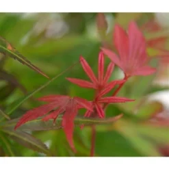 Acer Palmatum Skeeters Broom - Stam 60-70 Cm - Totale Hoogte 120-140 Cm - Pot 15 Ltr 9 Acer Palmatum Skeeters Broom - Stam 60-70 Cm - Totale Hoogte 120-140 Cm - Pot 15 Ltr -Flora Hart Verkoopwinkel 1991666265