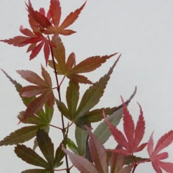 Acer Palmatum Skeeters Broom - Stam 60-70 Cm - Totale Hoogte 120-140 Cm - Pot 15 Ltr 10 Acer Palmatum Skeeters Broom - Stam 60-70 Cm - Totale Hoogte 120-140 Cm - Pot 15 Ltr -Flora Hart Verkoopwinkel 1991666268