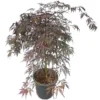 Acer Palmatum Dissectum Garnet - Stam 50-60 Cm - Totale Hoogte 110-130 Cm - Pot 15 Ltr 1 Acer Palmatum Dissectum Garnet - Stam 50-60 Cm - Totale Hoogte 110-130 Cm - Pot 15 Ltr -Flora Hart Verkoopwinkel 1991666304