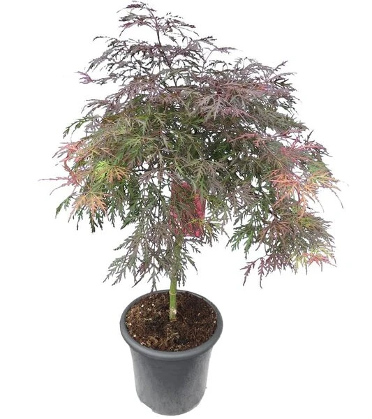 Acer Palmatum Dissectum Garnet - Stam 50-60 Cm - Totale Hoogte 110-130 Cm - Pot 15 Ltr 4 Acer Palmatum Dissectum Garnet - Stam 50-60 Cm - Totale Hoogte 110-130 Cm - Pot 15 Ltr - Afbeelding 2