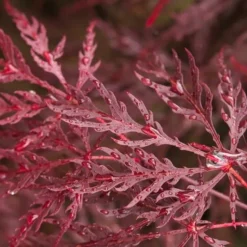 Acer Palmatum Dissectum Garnet - Stam 50-60 Cm - Totale Hoogte 110-130 Cm - Pot 15 Ltr 11 Acer Palmatum Dissectum Garnet - Stam 50-60 Cm - Totale Hoogte 110-130 Cm - Pot 15 Ltr -Flora Hart Verkoopwinkel 1991666310