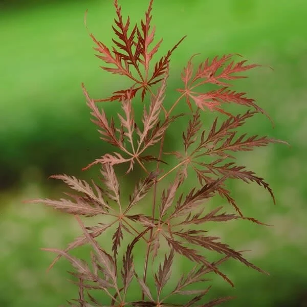 Acer Palmatum Dissectum Garnet - Stam 50-60 Cm - Totale Hoogte 110-130 Cm - Pot 15 Ltr 6 Acer Palmatum Dissectum Garnet - Stam 50-60 Cm - Totale Hoogte 110-130 Cm - Pot 15 Ltr - Afbeelding 4