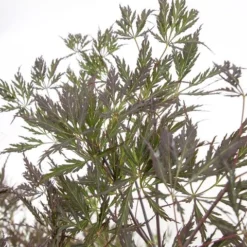 Acer Palmatum Dissectum Garnet - Stam 50-60 Cm - Totale Hoogte 110-130 Cm - Pot 15 Ltr 13 Acer Palmatum Dissectum Garnet - Stam 50-60 Cm - Totale Hoogte 110-130 Cm - Pot 15 Ltr -Flora Hart Verkoopwinkel 1991666316