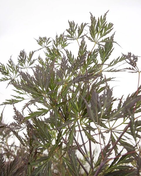 Acer Palmatum Dissectum Garnet - Stam 50-60 Cm - Totale Hoogte 110-130 Cm - Pot 15 Ltr 7 Acer Palmatum Dissectum Garnet - Stam 50-60 Cm - Totale Hoogte 110-130 Cm - Pot 15 Ltr - Afbeelding 5