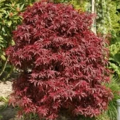 Acer Palmatum Dissectum Garnet - Stam 50-60 Cm - Totale Hoogte 110-130 Cm - Pot 15 Ltr 14 Acer Palmatum Dissectum Garnet - Stam 50-60 Cm - Totale Hoogte 110-130 Cm - Pot 15 Ltr -Flora Hart Verkoopwinkel 1991666319