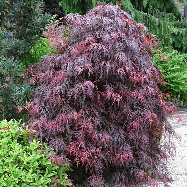 Acer Palmatum Dissectum Garnet - Stam 50-60 Cm - Totale Hoogte 110-130 Cm - Pot 15 Ltr 9 Acer Palmatum Dissectum Garnet - Stam 50-60 Cm - Totale Hoogte 110-130 Cm - Pot 15 Ltr - Afbeelding 7