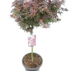 Flora Hart Verkoopwinkel 31 Acer Palmatum Shaina - Stam 60-80 Cm - Totale Hoogte 110-130 Cm - Pot 15 Ltr