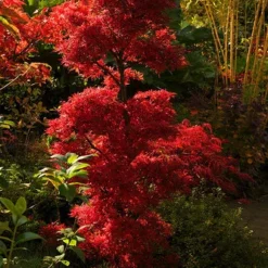 Acer Palmatum Shaina - Stam 60-80 Cm - Totale Hoogte 110-130 Cm - Pot 15 Ltr -Flora Hart Verkoopwinkel 1991666373