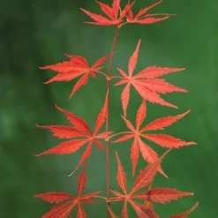 Acer Palmatum Shaina - Stam 60-80 Cm - Totale Hoogte 110-130 Cm - Pot 15 Ltr -Flora Hart Verkoopwinkel 1991666379