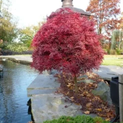 Acer Palmatum Shaina - Stam 60-80 Cm - Totale Hoogte 110-130 Cm - Pot 15 Ltr -Flora Hart Verkoopwinkel 1991666382