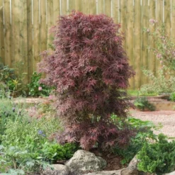 Acer Palmatum Shaina - Stam 60-80 Cm - Totale Hoogte 110-130 Cm - Pot 15 Ltr -Flora Hart Verkoopwinkel 1991666385