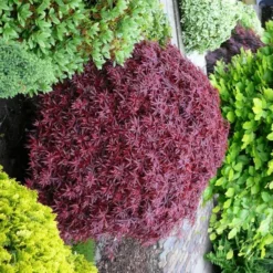 Acer Palmatum Shaina - Stam 60-80 Cm - Totale Hoogte 110-130 Cm - Pot 15 Ltr -Flora Hart Verkoopwinkel 1991666388