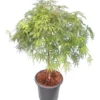 Acer Palmatum Dissectum - Stam 55-65 Cm - Totale Hoogte 100-120 Cm - Pot 15 Ltr -Flora Hart Verkoopwinkel 1991666439