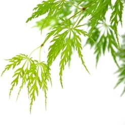 Acer Palmatum Dissectum - Stam 55-65 Cm - Totale Hoogte 100-120 Cm - Pot 15 Ltr -Flora Hart Verkoopwinkel 1991666445