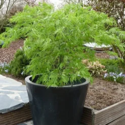 Acer Palmatum Dissectum - Stam 55-65 Cm - Totale Hoogte 100-120 Cm - Pot 15 Ltr -Flora Hart Verkoopwinkel 1991666448