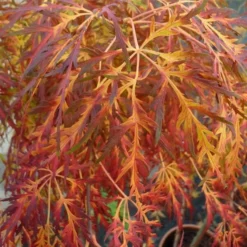 Acer Palmatum Dissectum - Stam 55-65 Cm - Totale Hoogte 100-120 Cm - Pot 15 Ltr -Flora Hart Verkoopwinkel 1991666451