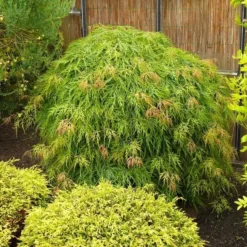 Acer Palmatum Dissectum - Stam 55-65 Cm - Totale Hoogte 100-120 Cm - Pot 15 Ltr -Flora Hart Verkoopwinkel 1991666454