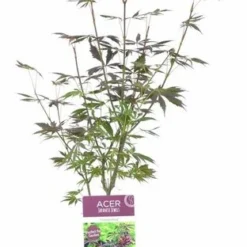Acer Palmatum Trompenburg - Totale Hoogte 60-80 Cm - Pot 3 Ltr