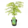 Acer Palmatum Dissectum - Totale Hoogte 60-80 Cm - Pot 3 Ltr -Flora Hart Verkoopwinkel 1991666535