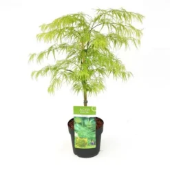 Flora Hart Verkoopwinkel 24 Acer Palmatum Dissectum - Totale Hoogte 60-80 Cm - Pot 3 Ltr