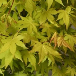 Acer Palmatum Summer Gold - Totale Hoogte 60-80 Cm - Pot 3 Ltr -Flora Hart Verkoopwinkel 1991666691