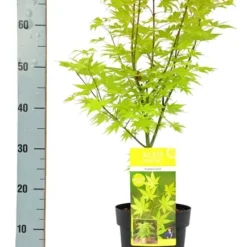 Acer Palmatum Summer Gold - Totale Hoogte 60-80 Cm - Pot 3 Ltr -Flora Hart Verkoopwinkel 1991666694