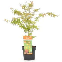 Flora Hart Verkoopwinkel 26 Acer Palmatum Wilson's Pink Dwarf - Totale Hoogte 50-70 Cm - Pot 3 Ltr